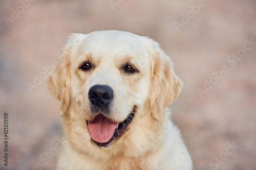 Dog labrador retriever sits on a green lawn