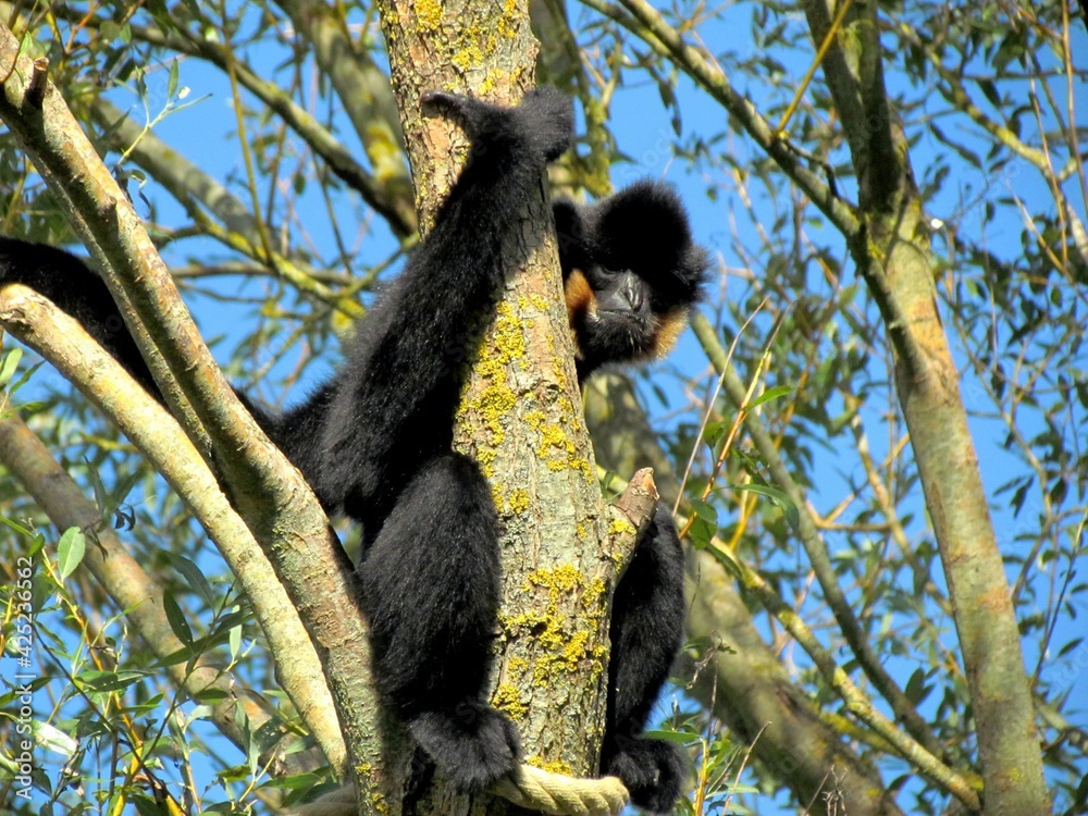 gibbon gibbon
