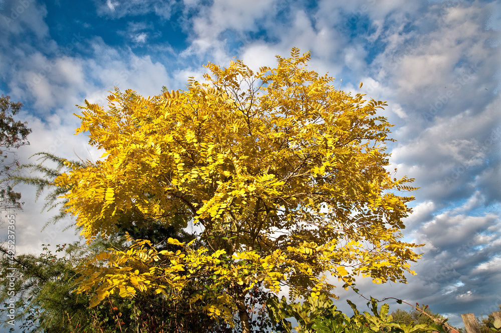 Autumn tree against Blue Sky Autumn tree against Blue Sky