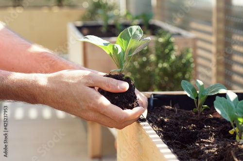 hands planting young vegetables such as cabbage and cauliflower in a raised bed on a balcony