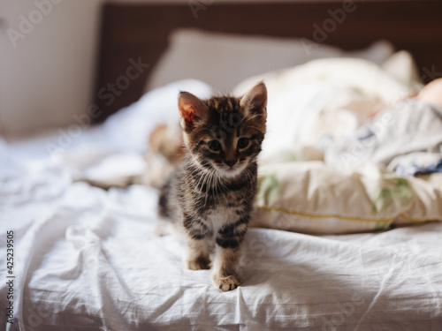 The kitten sits on a bed indoors and a white pillow in the background