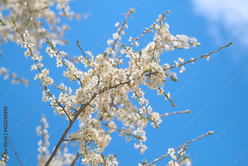 Cherry blossoms on a blue sky. Spring flowers. Spring Background with bokeh Cherry blossoms on a blue sky. Spring flowers. Spring Background with bokeh
