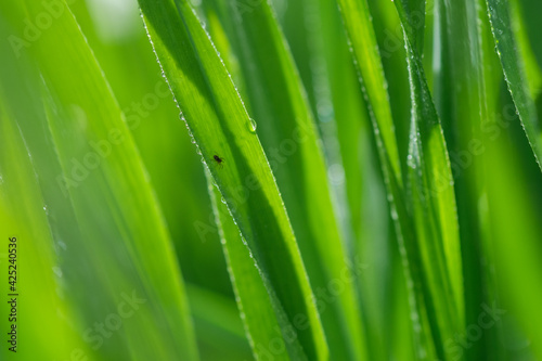 Close up Of Raindrops On Fresh Green Grass on a blurred background. Lush Green Grass on Meadow. Shallow depth of field.