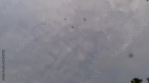 Swarm of mosquitoes buzzing in nature. Annoying insects looking up with sky background. Mosquitoes are small flies parasites sucking blood-Dan