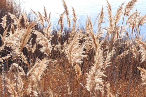 Thickets of dry reeds on the shore of the reservoir