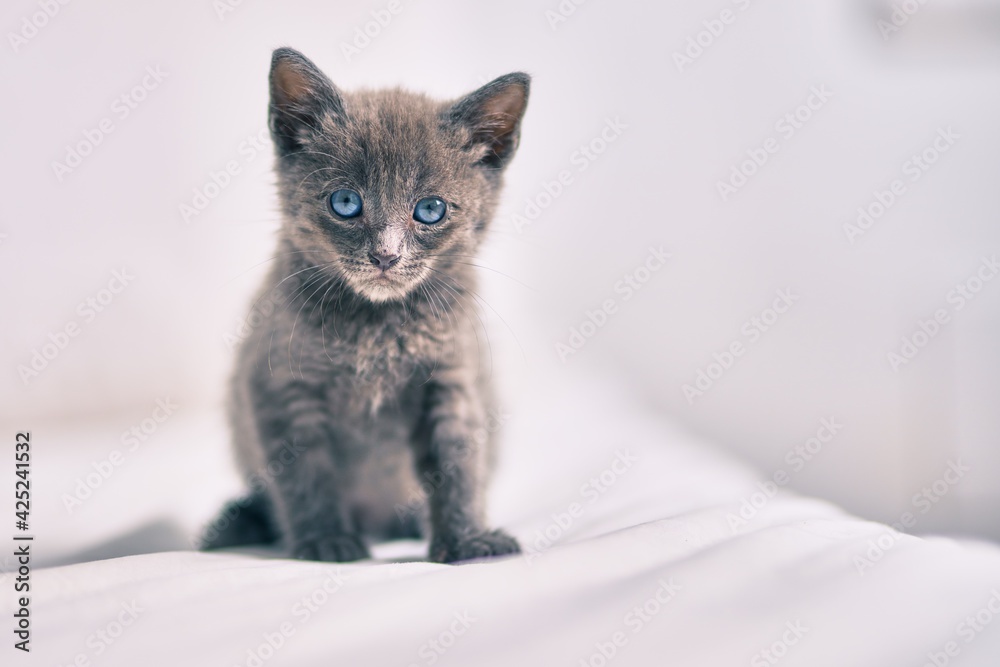 Adorable grey cat relaxing at the bed.