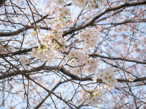 桜と空と © COOL_K_CHOCO