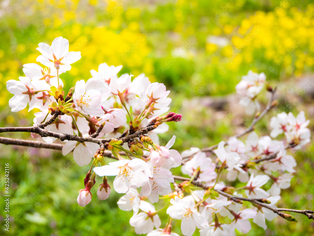 Obraz premium 作楽と黄色