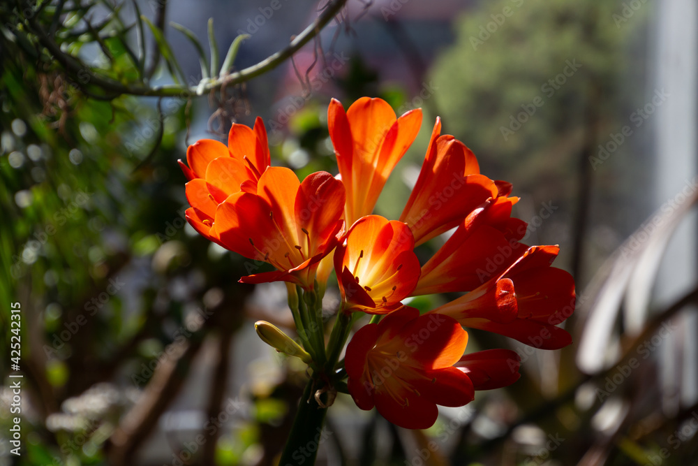 Close up of orange flowers of a Clivia, also called Clivia miniata or Klivie Close up of orange flowers of a Clivia, also called Clivia miniata or Klivie