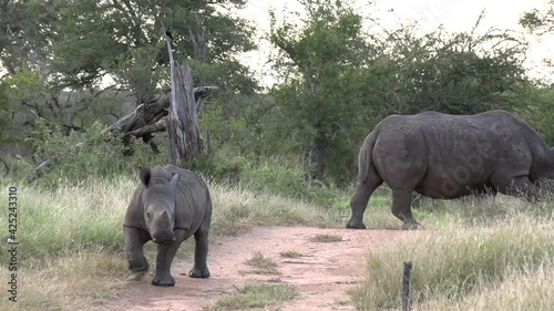 Gimbal shot of White Rhino calf in wild. Zoom in photo