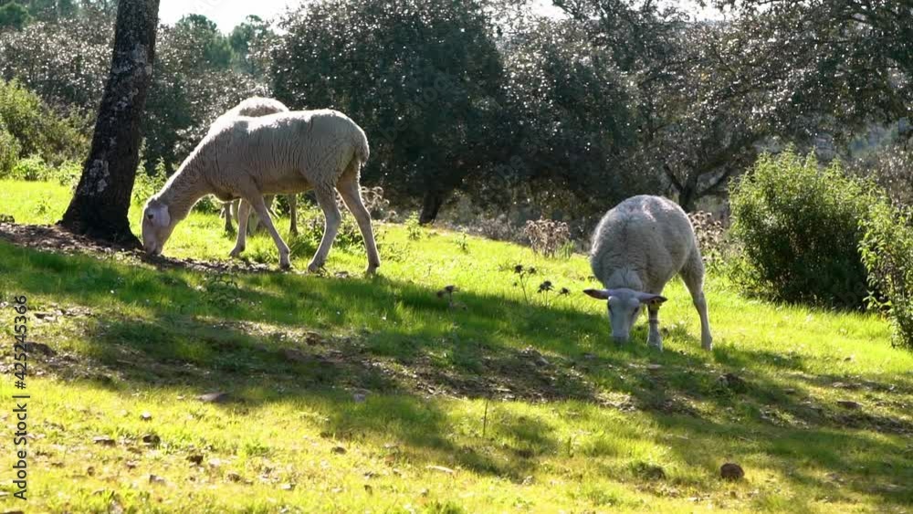 Slowmotion of a group herd grazing white sheeps in the pastures near to oak trees of dehesa Andalusia, Spain. Spanish lamb grazing the grass a sun day of spring at field.-Dan Slowmotion of a group herd grazing white sheeps in the pastures near to oak trees of dehesa Andalusia, Spain. Spanish lamb grazing the grass a sun day of spring at field.-Dan