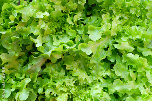 Green fresh vegetable salad for background