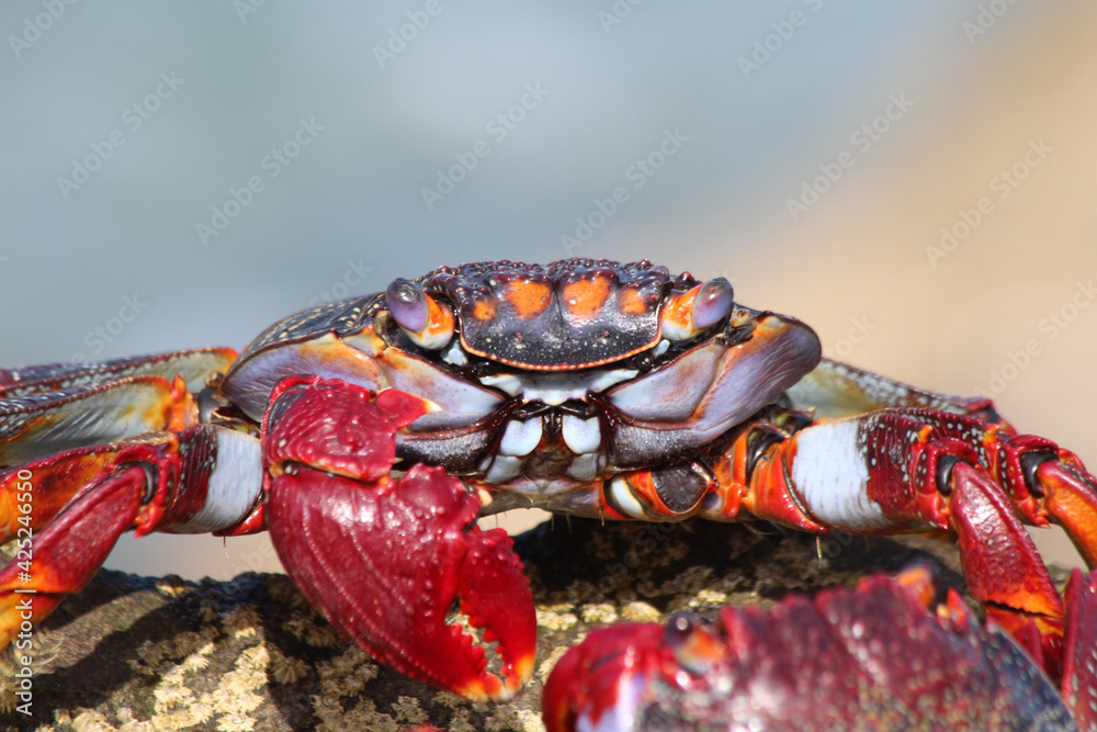 rote_Klippenkrabbe_mit_1_Schere