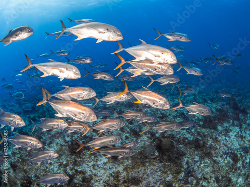 Massive school of Crevalle jack (Playa del Carmen, Quintana Roo, Yucatan, Mexico) photo