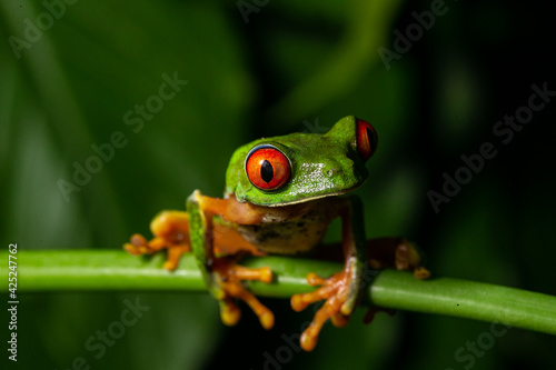 Red Eyed Tree Frog Agalychnis callidryas © Rodolfo