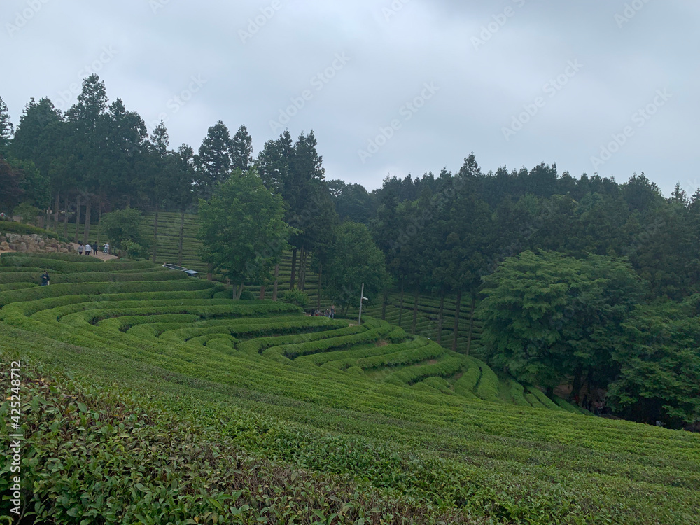 Green tea field