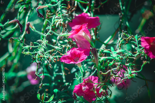 Florzinhas  rosinhas photo