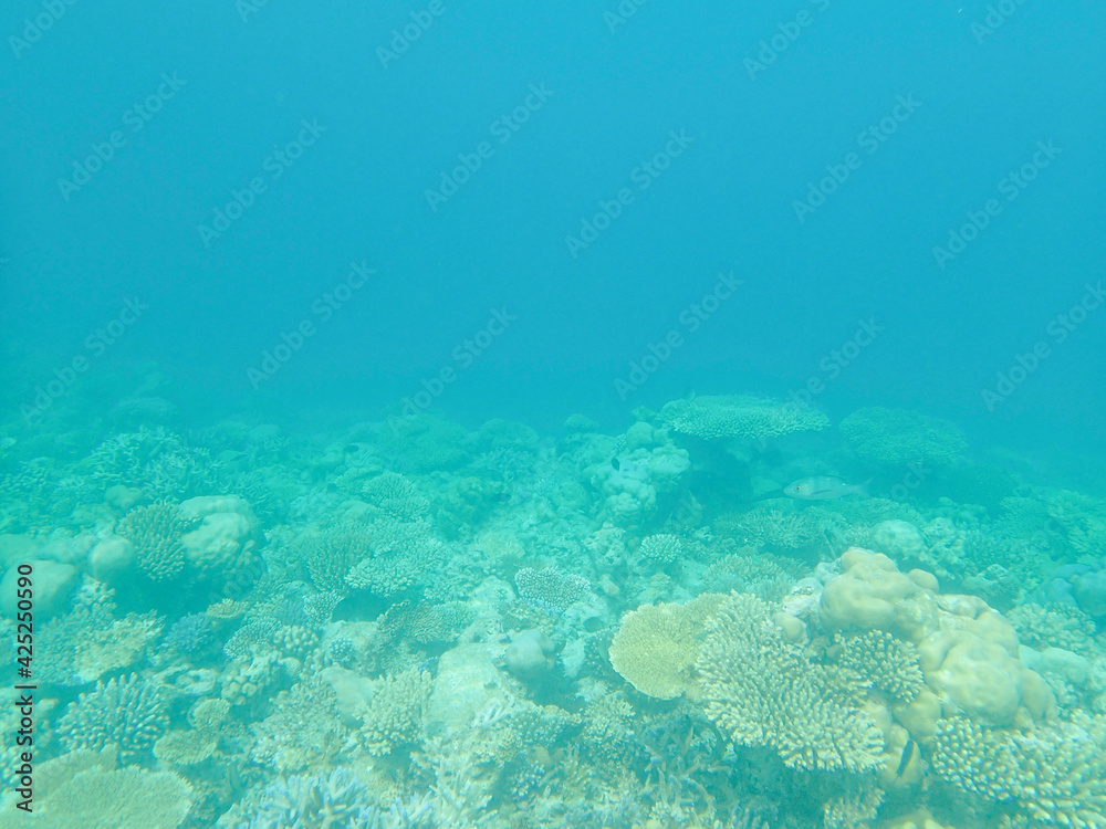 Fototapeta premium モルディブ シュノーケル