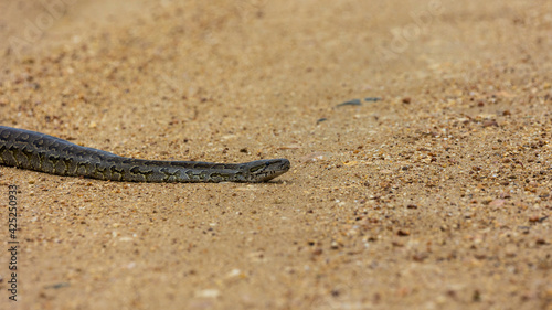 An african rock python in the wild