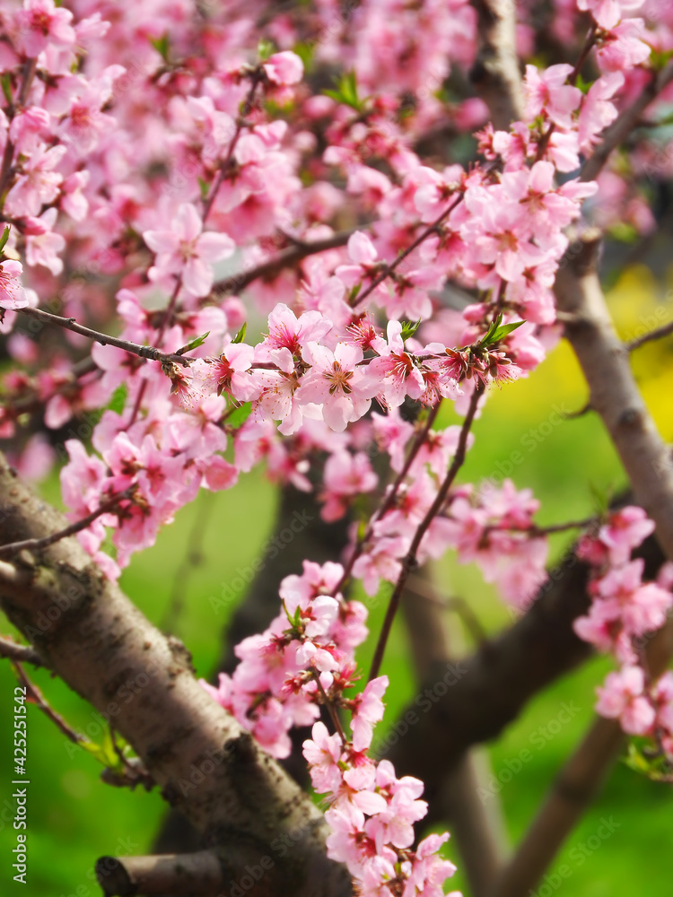 ピンクの桃の花 ピンクの桃の花