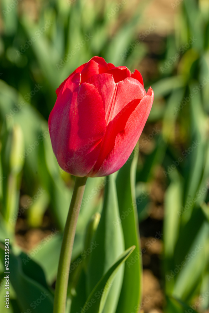 red tulip on a field close up