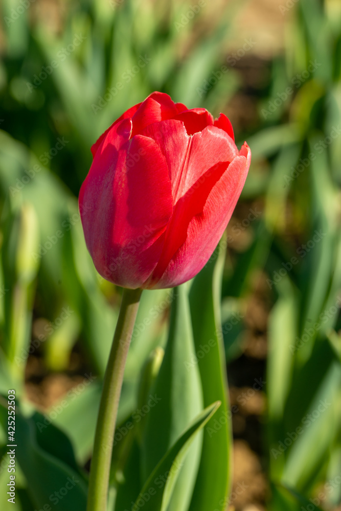 red tulip on a field close up red tulip on a field close up