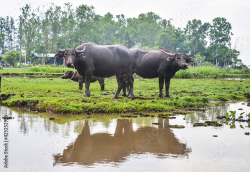 Buffalo in Thale Noi  Phatthalung Province  Thailand