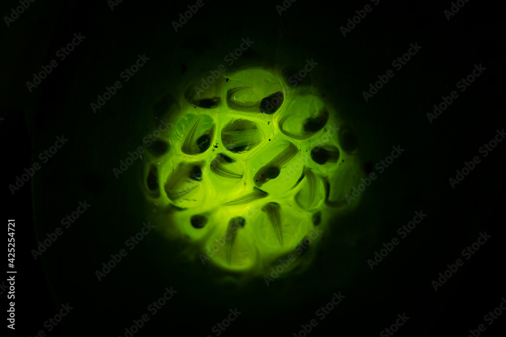 glass frog Hyalinobatrachium fleischmanni macro eggs glass frog Hyalinobatrachium fleischmanni macro eggs