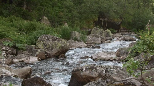 Fast stream in mountain valley. River flows among mossy gray stones down boulders. Along banks green ferns and trees sway in wind. Hiking among rocks