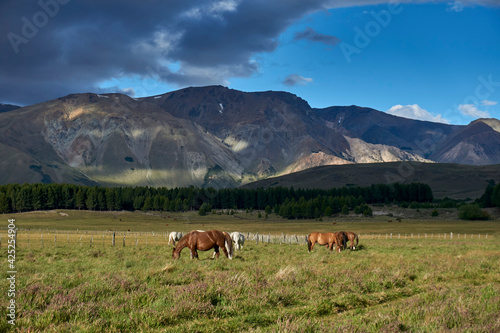 Scene view of horses on a green meadow against Andes mountains in Esquel, Patagonia, Argentina