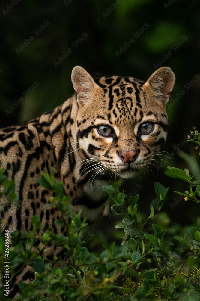 Fototapeta premium Leopardus pardalis Ocelot portrait in the wild