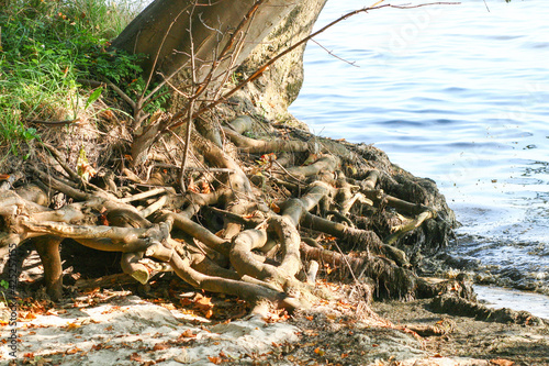 tree root in water