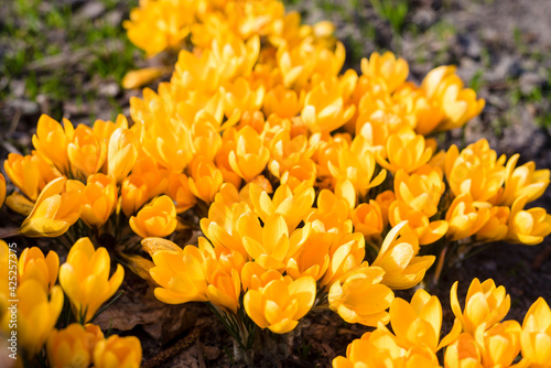 Flower bed with yellow crocuses. Yellow crocuses blooming in the park. Early spring © Julia