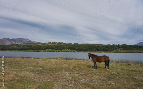 Scenic view of Wild horses grazing on a meadow near a lagoon against Andes mountains range in Esquel, Patagonia, Argentina.  © Pedro Suarez