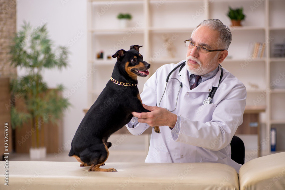 Ταπετσαρία Old male vet doctor examining dog in the clinic