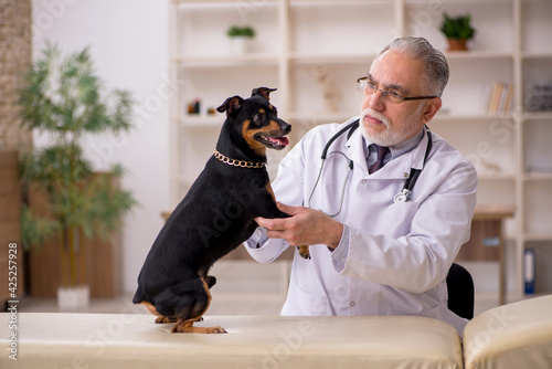 Canvas Print Old male vet doctor examining dog in the clinic