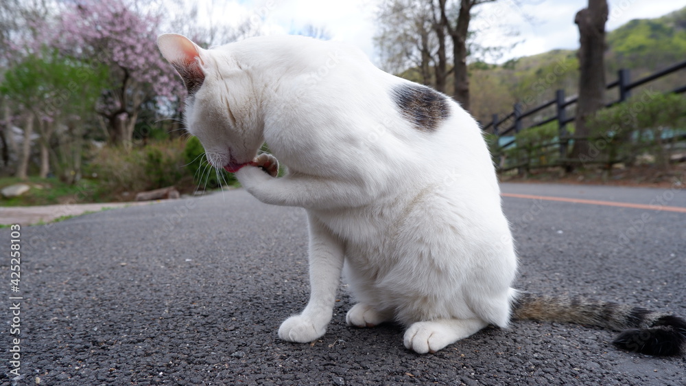 Αυτοκόλλητο Cats in Seoul Grand Park