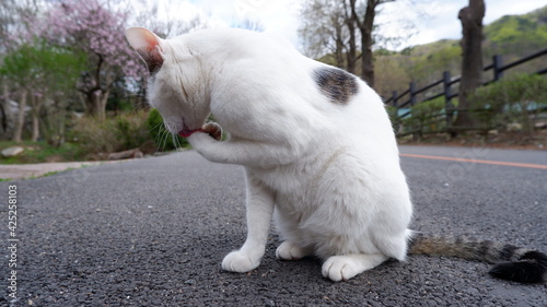 Photography Cats in Seoul Grand Park