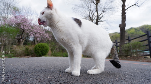 Photography Cats in Seoul Grand Park