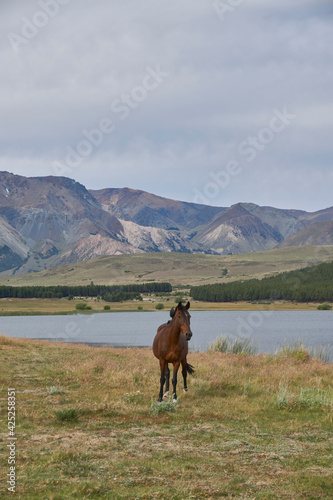 Scenic view of Wild horses grazing on a meadow near a lagoon against Andes mountains range in Esquel  Patagonia  Argentina. 