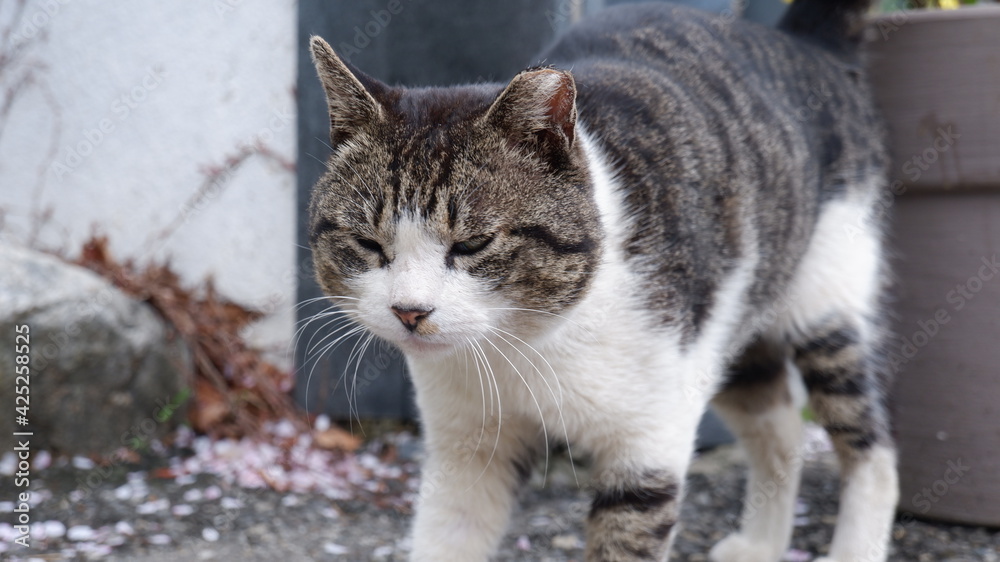 Αυτοκόλλητο Cats in Seoul Grand Park