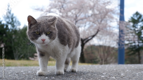 Photography Cats in Seoul Grand Park