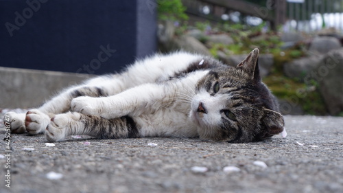 Photography Cats in Seoul Grand Park