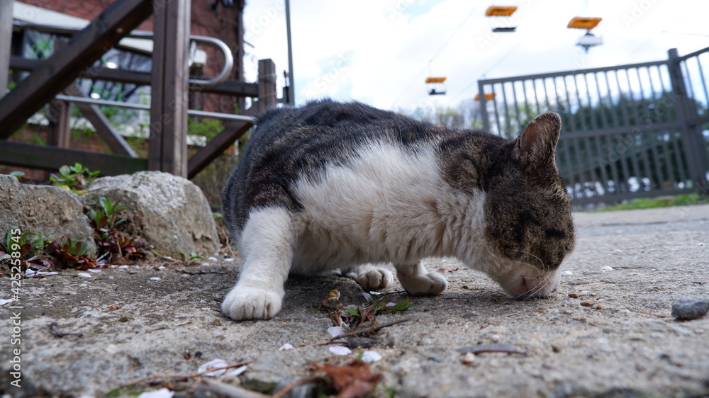 Αυτοκόλλητο Cats in Seoul Grand Park