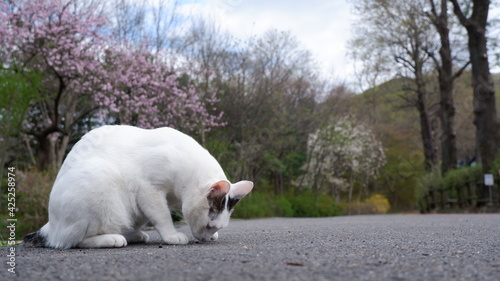 Photography Cats in Seoul Grand Park