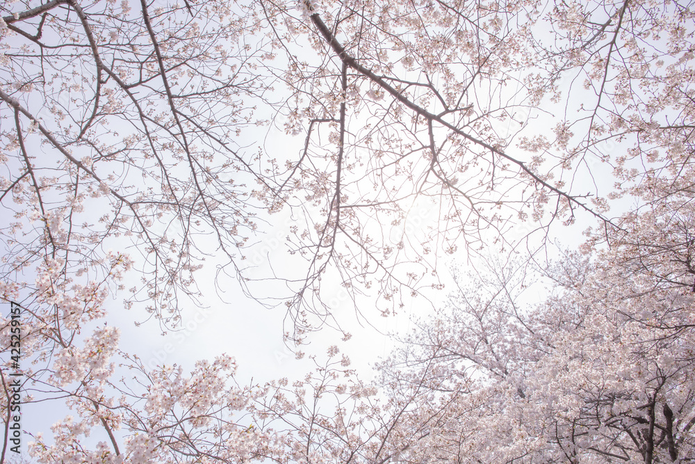 桜 桜