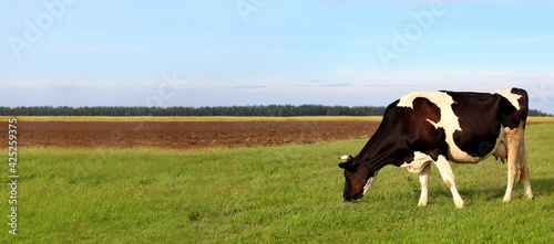 rural landscape with a cow chewing green grass against the background of the forest and sky. ecological clean pasture