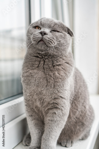 British Shorthair Fold cat of gray color sits on the window