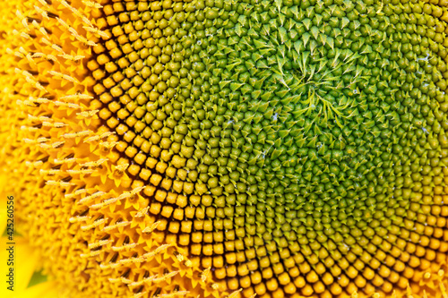 Close-up of yellow-green sunflower in the field