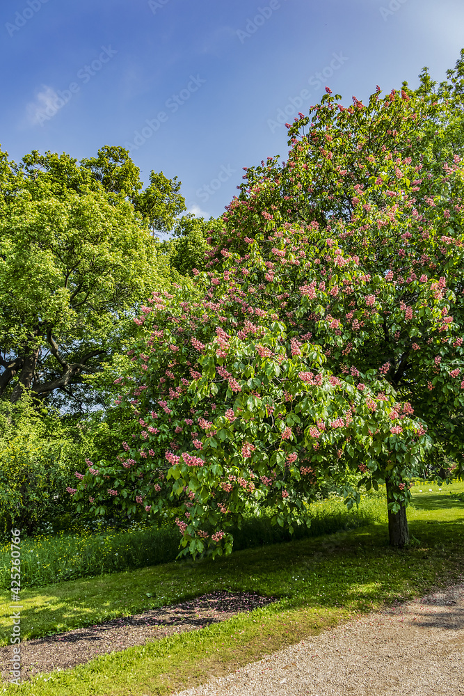Naklejka premium Beautiful colorful flowers in early spring growing in the city park. Vienna, Austria.